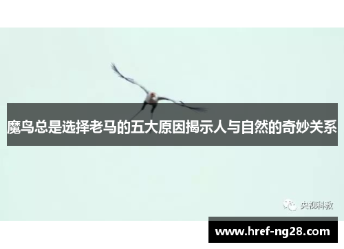 魔鸟总是选择老马的五大原因揭示人与自然的奇妙关系 魔鸟总是选择老马的五大原因揭示人与自然的奇妙关系